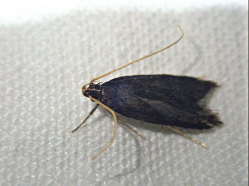 Homaloxestis briantiella